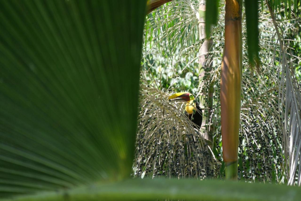 Buena Onda Jungle Lodgeオホチャル エクステリア 写真