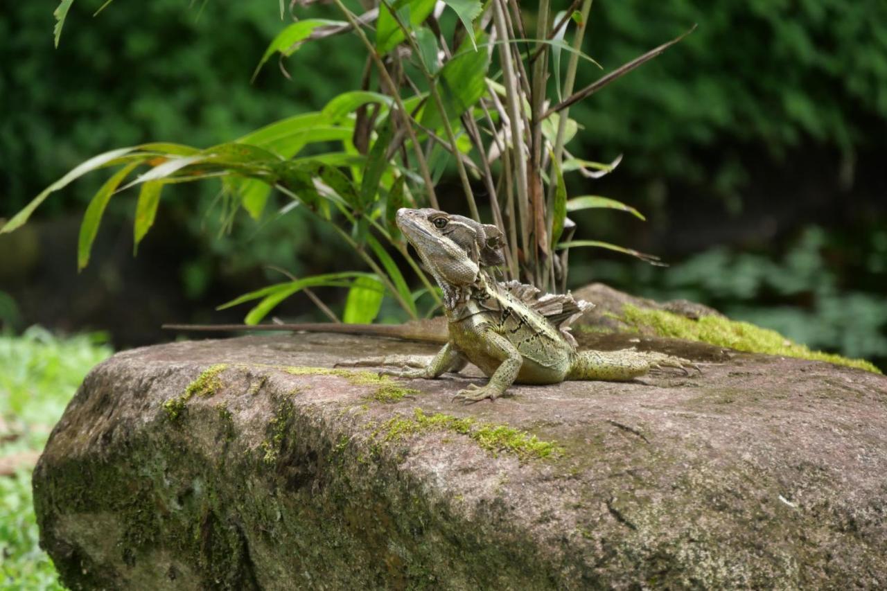 Buena Onda Jungle Lodgeオホチャル エクステリア 写真